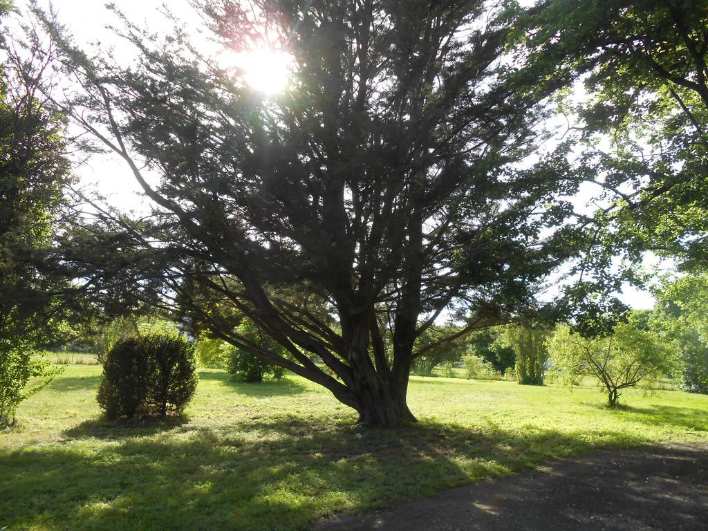 Clos Du Bois Brard B&B Saumur Dış mekan fotoğraf