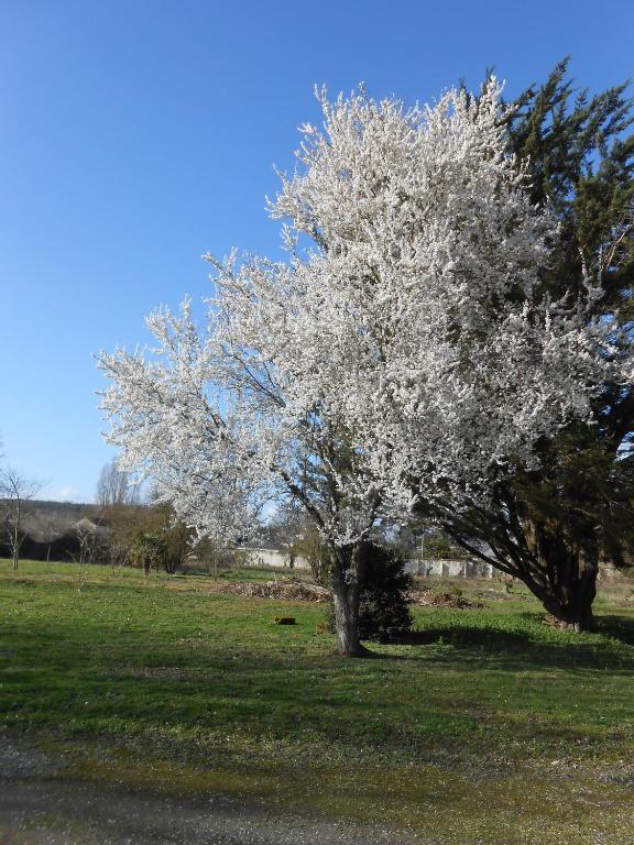 Clos Du Bois Brard B&B Saumur Dış mekan fotoğraf