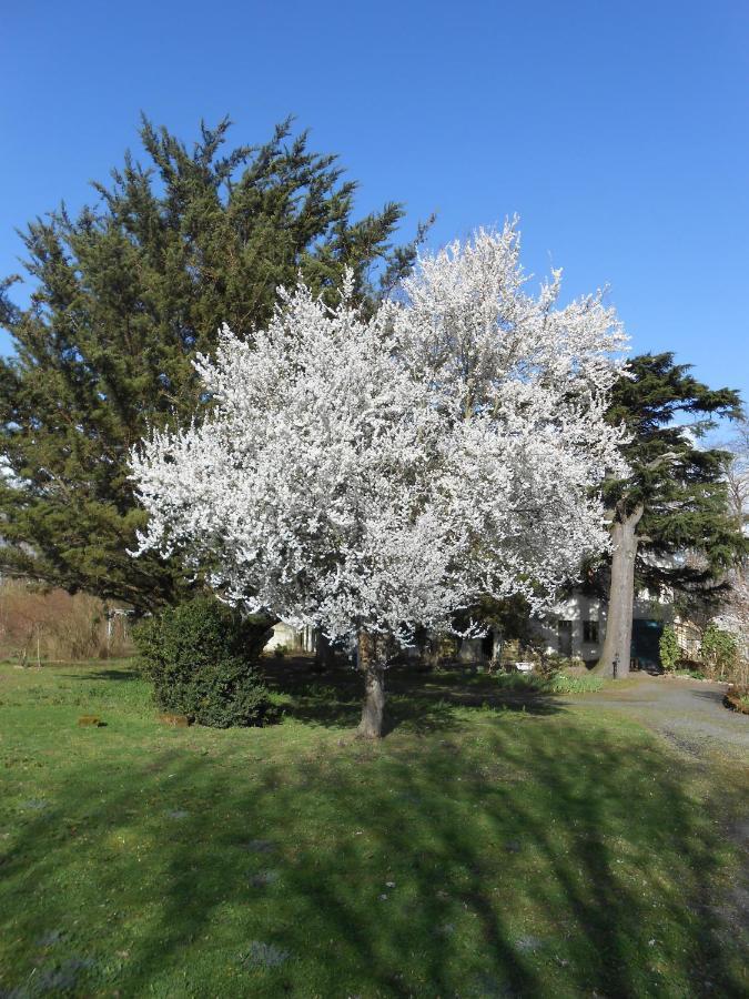 Clos Du Bois Brard B&B Saumur Dış mekan fotoğraf